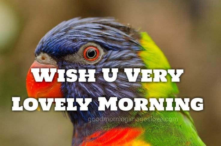 Best Good Morning Birds Images