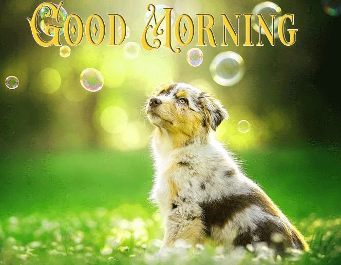 cute puppy good morning pictures 10