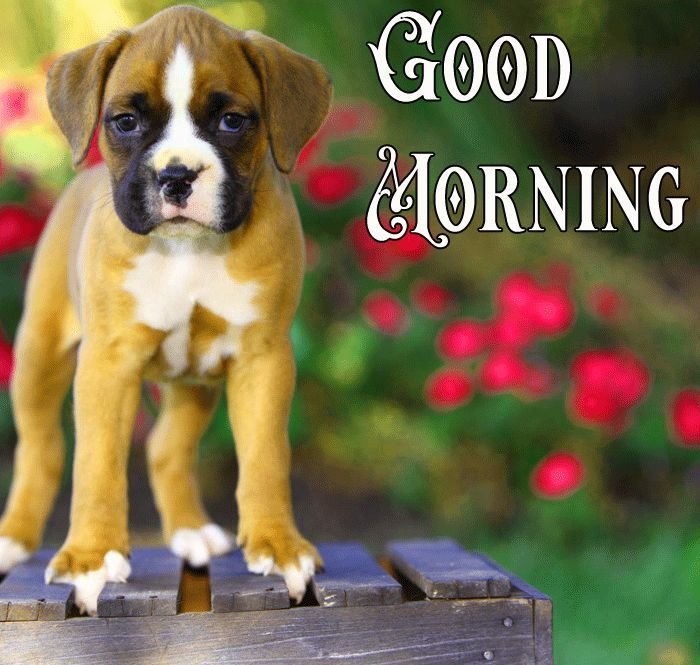 cute puppy good morning pictures 9