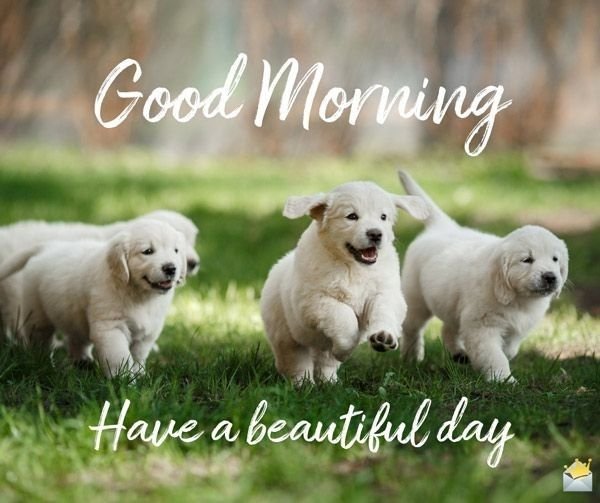 cute puppy good morning pictures 20