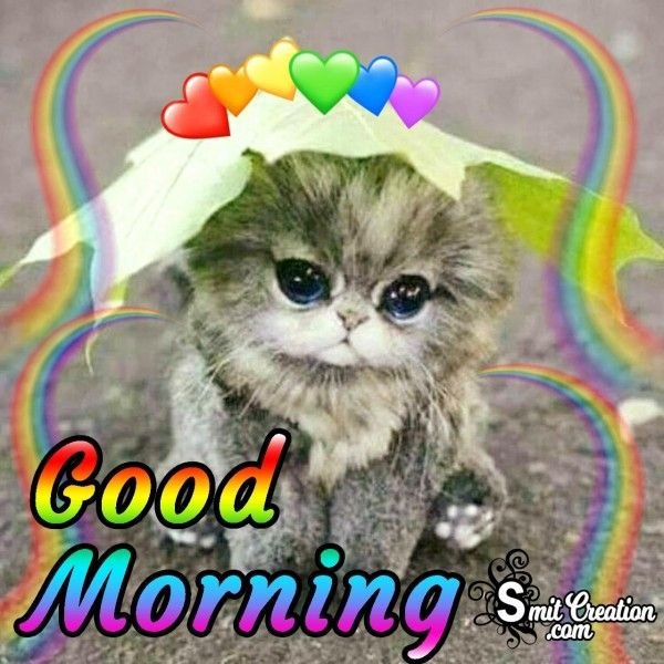 Good Morning Animal Cat Images