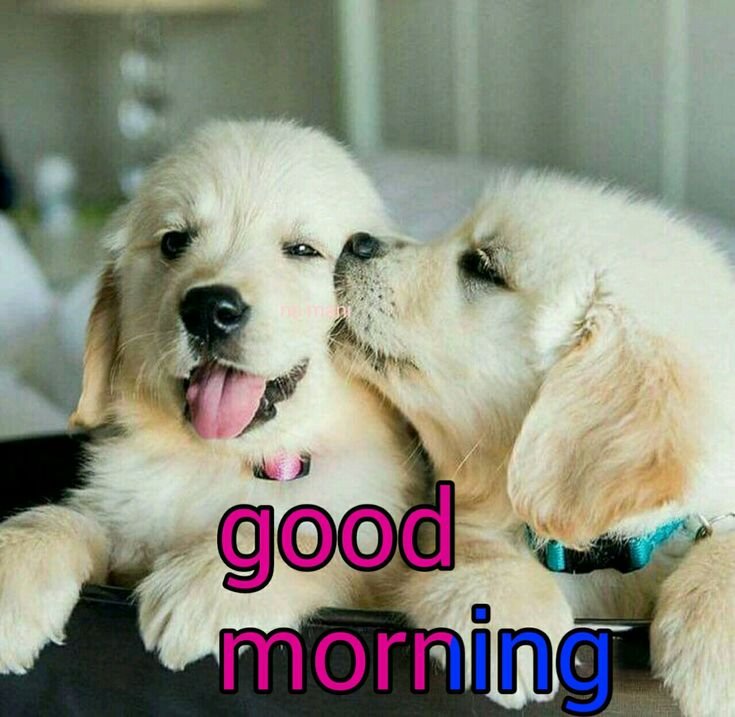 Good Morning Animal Images