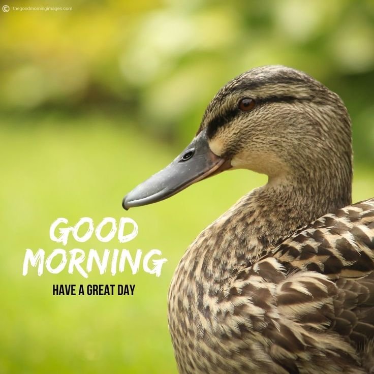Good Morning Birds Images