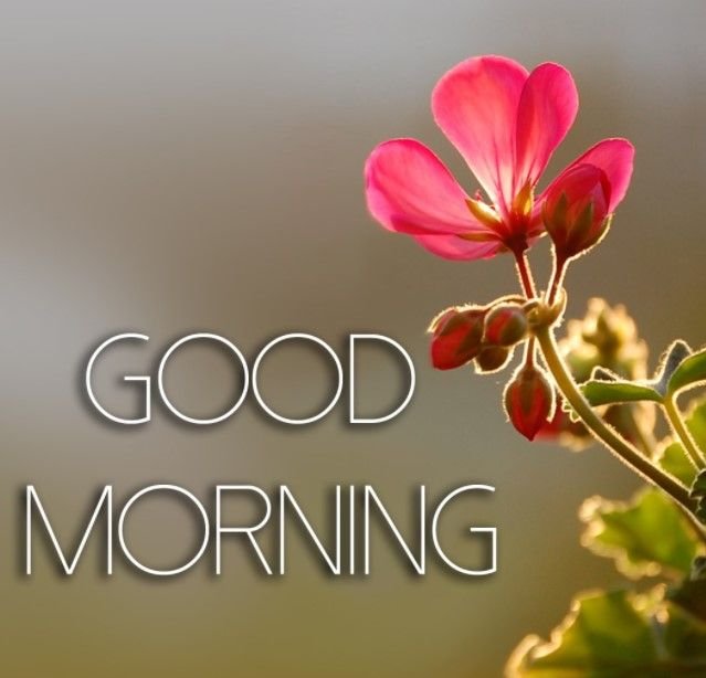 Good Morning Hug Images