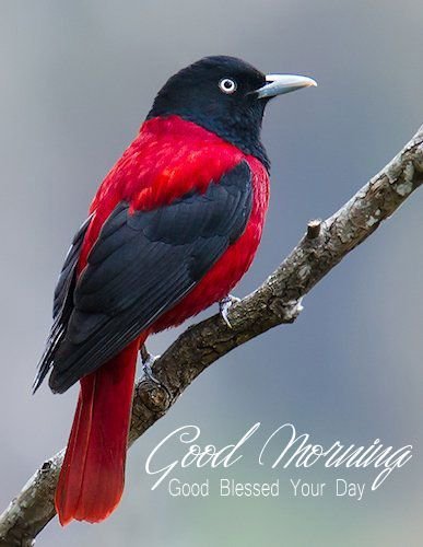 Best Good Morning Birds Images