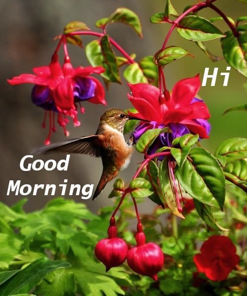 bird good morning nature