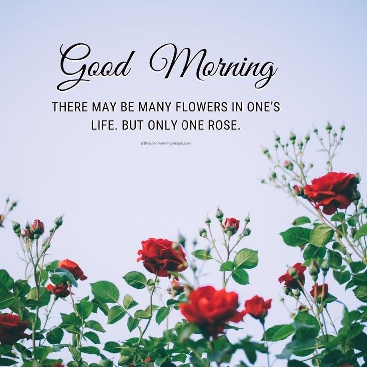 30+ Rose Good Morning beautiful images