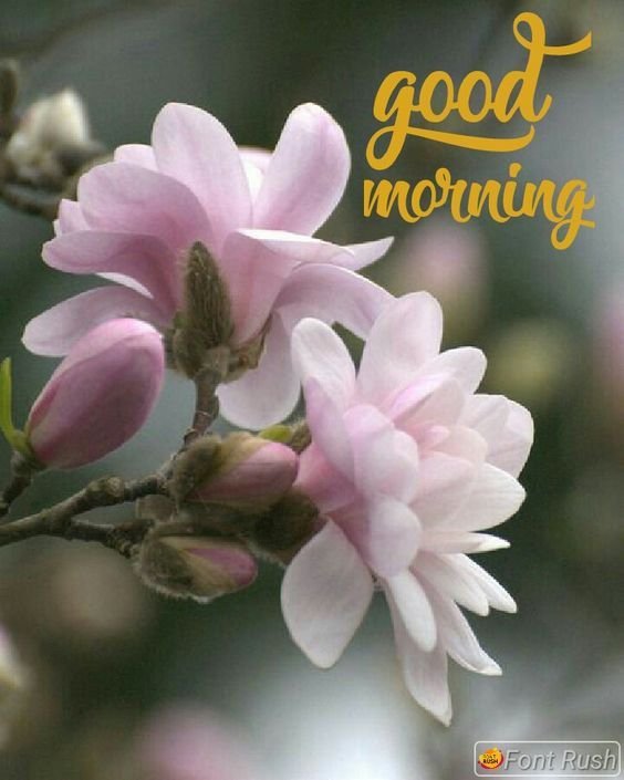 good morning nature