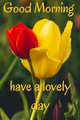good morning nature