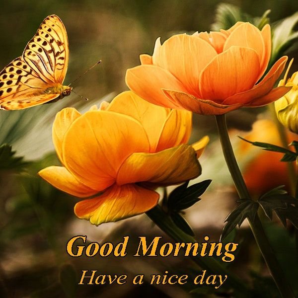 rose yellow wishes good morning image