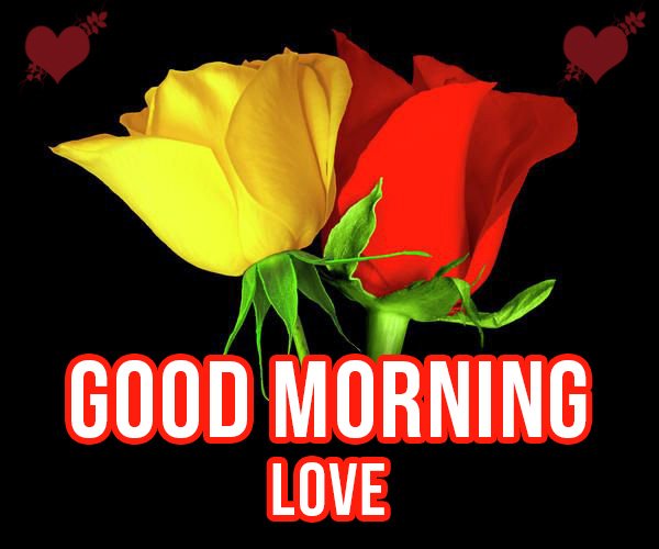 Good morning yellow rose images