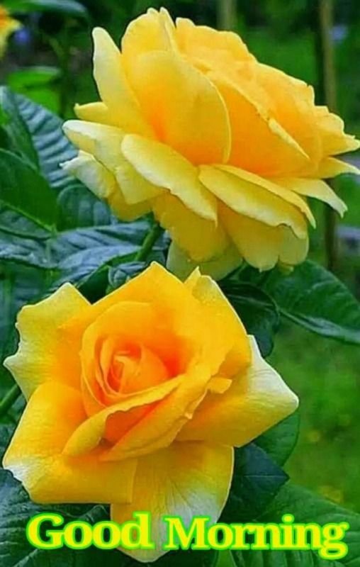 Good morning yellow rose images