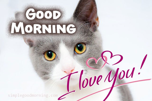 45+ Good Morning Images for Cat Lovers