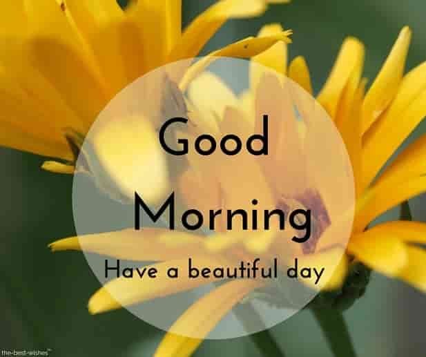 Yellow Flowers Good Morning Images-7