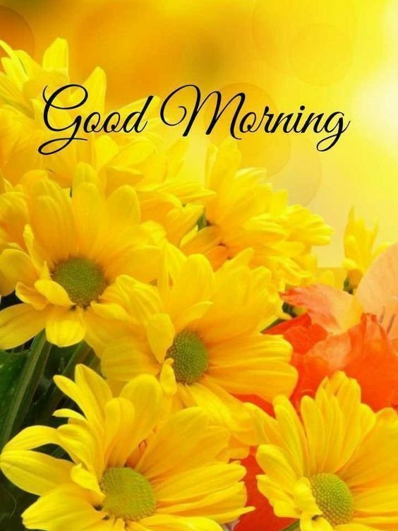 Yellow Flowers Good Morning Images-4