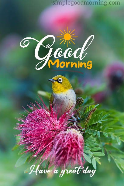 bird-morning-have-a-nice-day-image