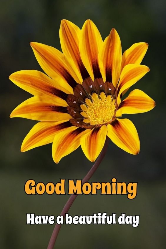 Sunflower Morning Wishes